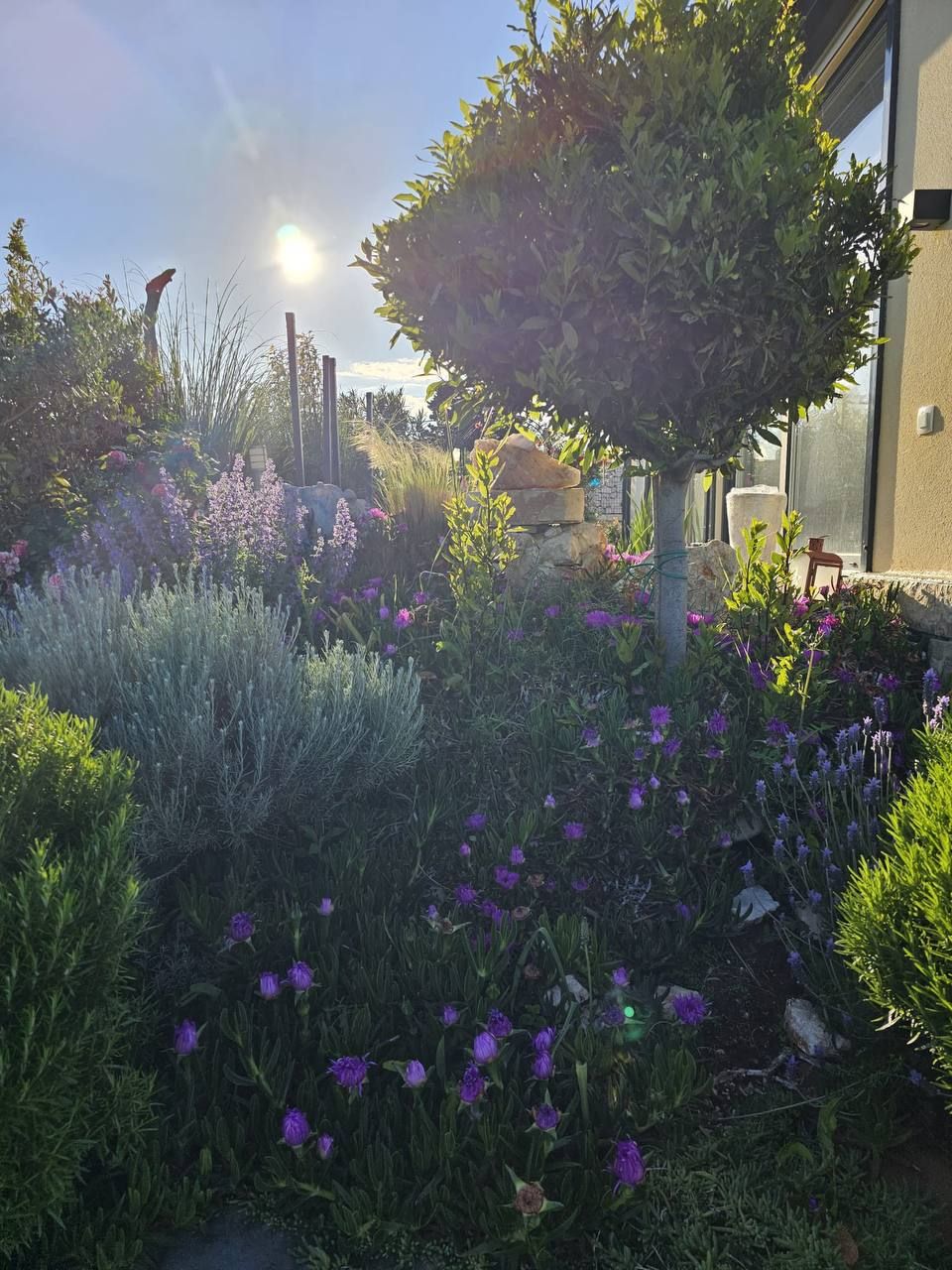 Flowering garden against the light