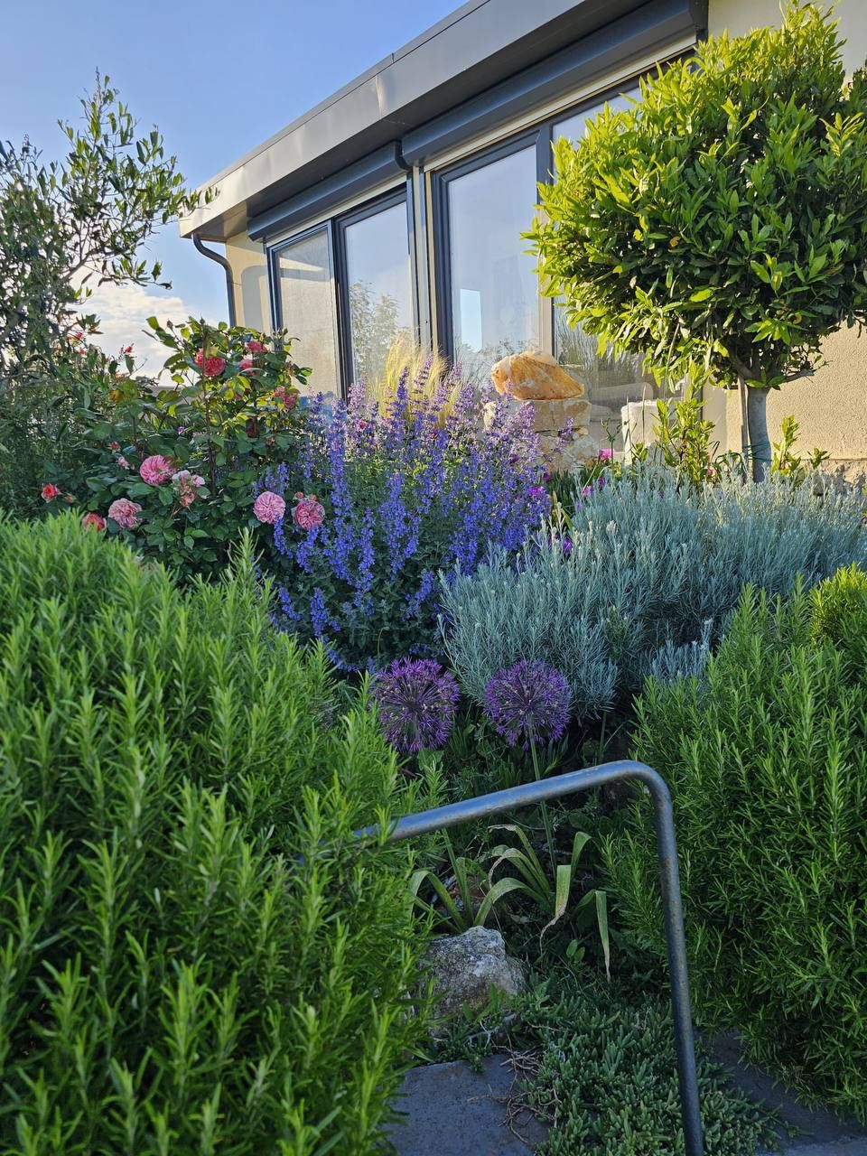 Lavender beds in front of the house’s glass front