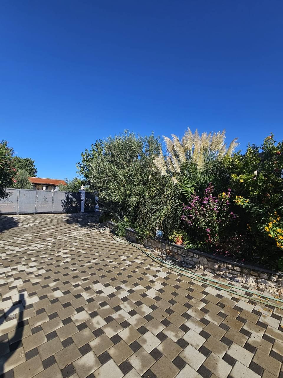 Garden path with pampas grass and oleander