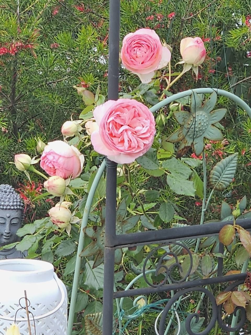 Pink roses on a garden arch